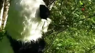 رغبات حيوانية: حركة إباحية بهيمية غير مقطوعة