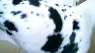 إباحية كلاب جامحة: تناك شرجي حيواني خشن