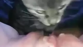 hardcore pet play: feline licks her wet pussy