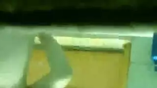 إكس إكس إكس بري: أوgy عالم الحيوان