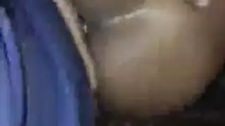 خشب الأبنوس الجنس الشرجي الهرة الكبيرة