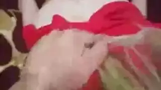 فنانة لبنانية تمص زب