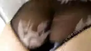 بونو الابناني